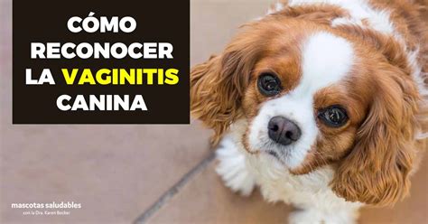 vaginas de perras|Vaginitis en perros: causas, diagnóstico y tratamiento